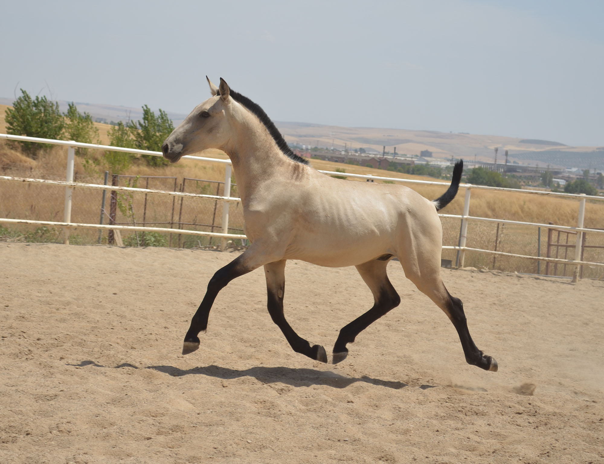 Comprar Caballo